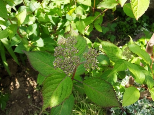 花の季節_c0115596_21339100.jpg