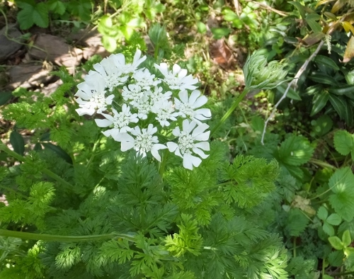 花の季節_c0115596_21344483.jpg