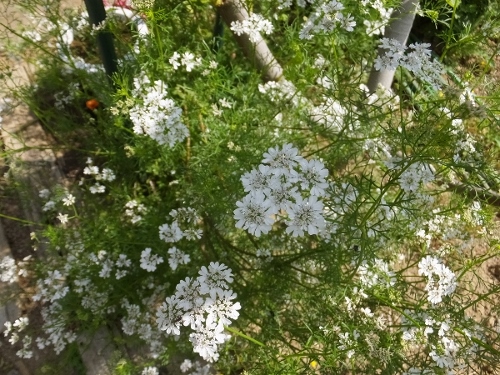 花の季節_c0115596_21352437.jpg