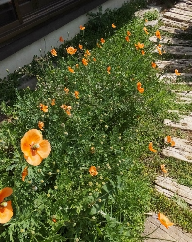 花の季節_c0115596_2135585.jpg