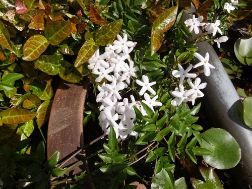 花の季節_c0115596_21363870.jpg