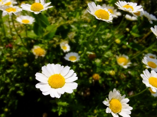 花の季節_c0115596_21371839.jpg