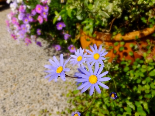 花の季節_c0115596_21375134.jpg