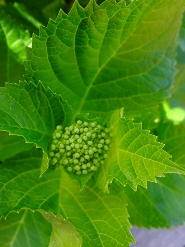 花の季節_c0115596_21383290.jpg