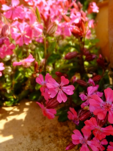 花の季節_c0115596_21462697.jpg