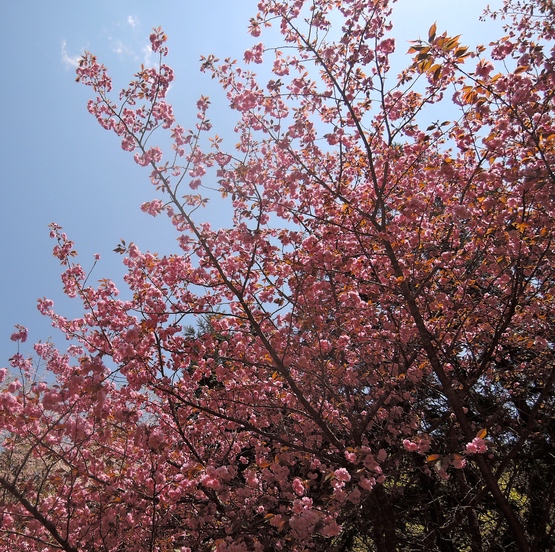 Dolpo.BC オープニングイベント終了!_e0111396_1181441.jpg