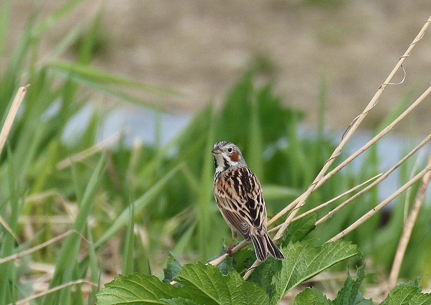 河原にて・・今季初のホオアカ_c0113597_134455100.jpg