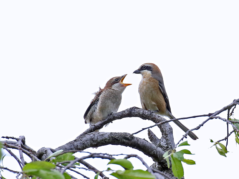 餌をねだる「モズ」の幼鳥_d0195897_12331472.jpg