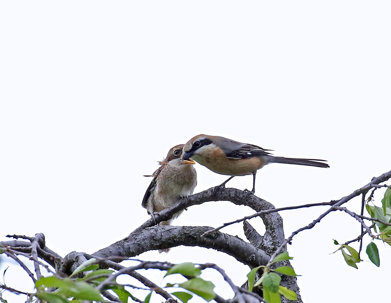 餌をねだる「モズ」の幼鳥_d0195897_12334093.jpg