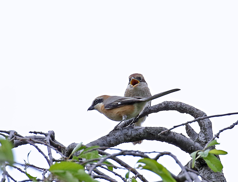 餌をねだる「モズ」の幼鳥_d0195897_12341260.jpg