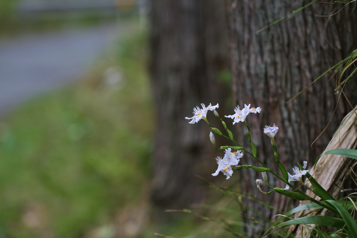 一日花のためいき　　　　　≪　　　シャガ　　　≫_a0140000_1795613.jpg