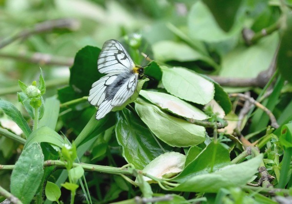 ウスバシロチョウ_c0315700_19014513.jpg