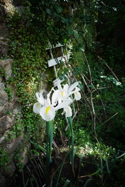 五月の庭 le jardin du mois de mai_e0206902_20403073.jpg