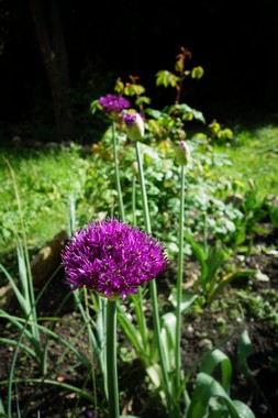 五月の庭 le jardin du mois de mai_e0206902_20413717.jpg