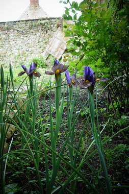 五月の庭 le jardin du mois de mai_e0206902_20422260.jpg
