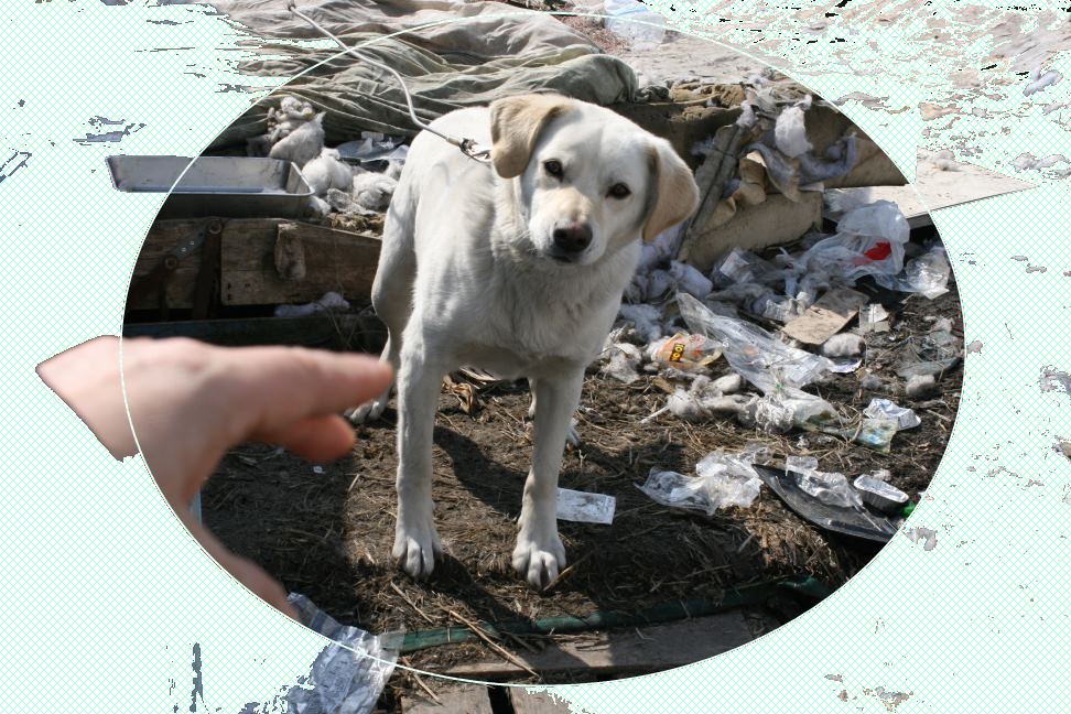 沢山の新しい出発!(ラブくんラブたち子犬たち)_f0242002_0512046.jpg