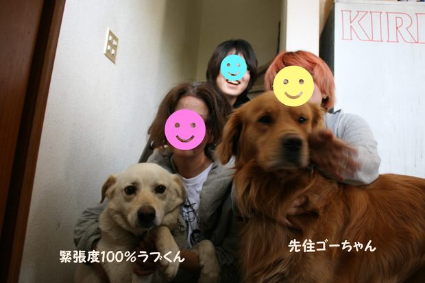 沢山の新しい出発!(ラブくんラブたち子犬たち)_f0242002_051495.jpg