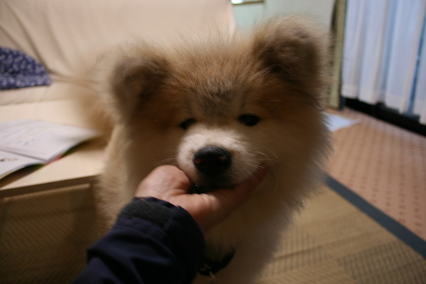 沢山の新しい出発！（ラブくんラブたち子犬たち）_f0242002_0531418.jpg