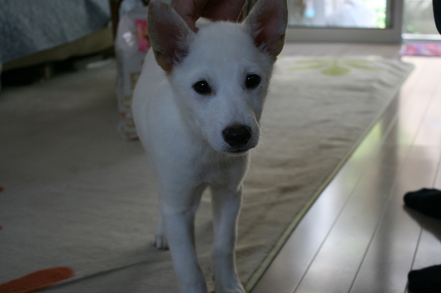 沢山の新しい出発!(ラブくんラブたち子犬たち)_f0242002_12565.jpg