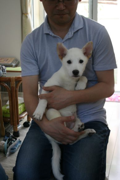 沢山の新しい出発!(ラブくんラブたち子犬たち)_f0242002_135685.jpg