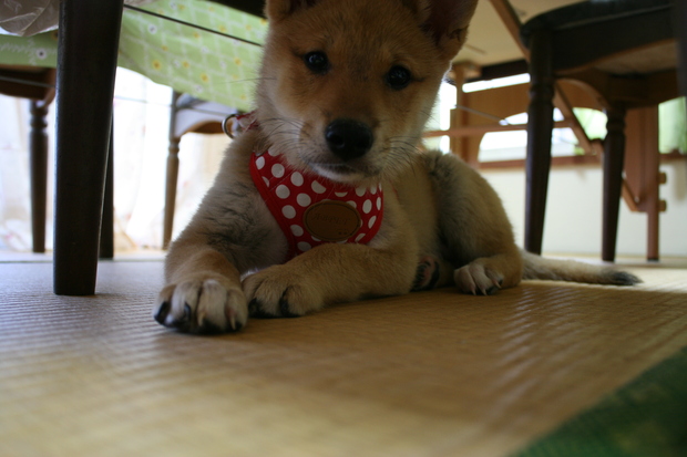 沢山の新しい出発!(ラブくんラブたち子犬たち)_f0242002_171998.jpg