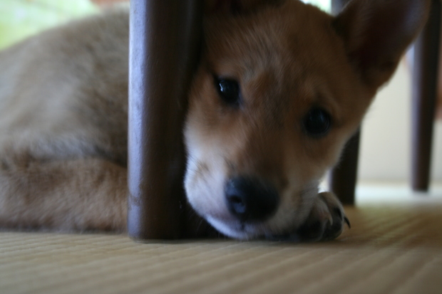 沢山の新しい出発!(ラブくんラブたち子犬たち)_f0242002_2241911.jpg