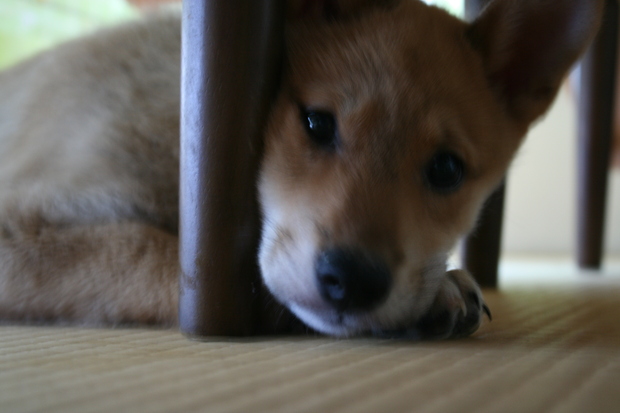 沢山の新しい出発！（ラブくんラブたち子犬たち）_f0242002_2241911.jpg