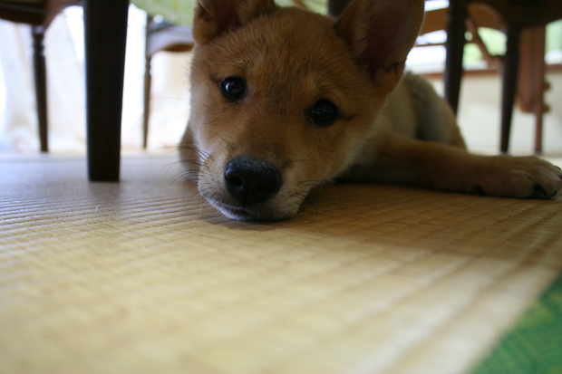 沢山の新しい出発！（ラブくんラブたち子犬たち）_f0242002_2243330.jpg