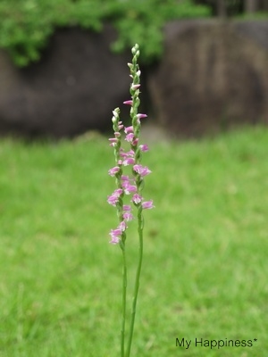 ネジバナ_e0289203_915087.jpg