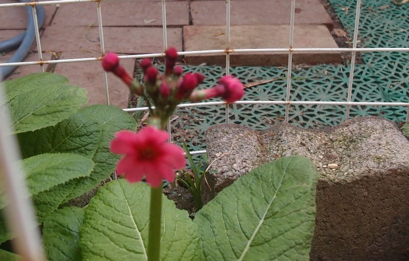 e0018604_12300912.jpg