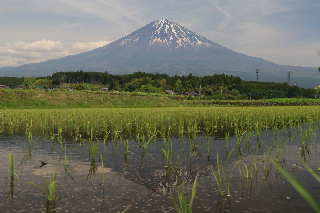 田植えの季節です～_a0188405_08450245.jpg