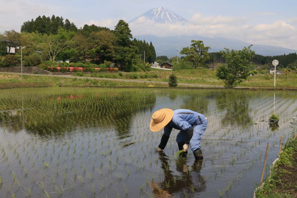 田植えの季節です～_a0188405_08454077.jpg