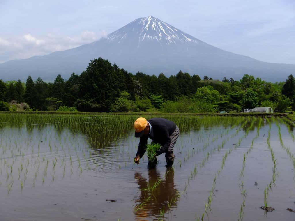 田植えの季節です～_a0188405_09254302.jpg