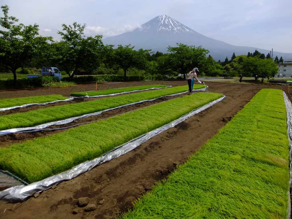 田植えの季節です～_a0188405_09255180.jpg