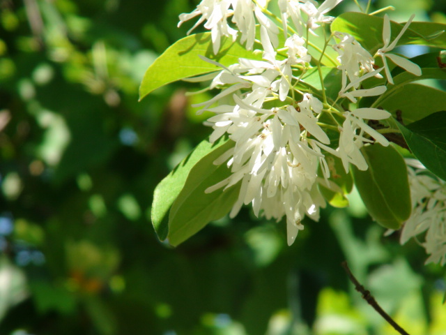 なんじゃもんじゃの木の花…2015/5/8_f0231709_22271957.jpg