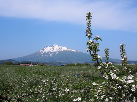 りんごの花:弘前市りんご公園*2015.05.08_b0147224_21322567.jpg