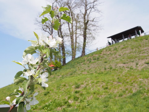 りんごの花:弘前市りんご公園*2015.05.08_b0147224_21352261.jpg