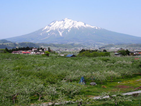 りんごの花:弘前市りんご公園*2015.05.08_b0147224_21361462.jpg