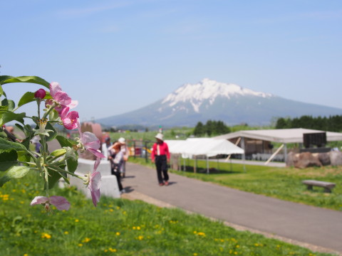 りんごの花:弘前市りんご公園*2015.05.08_b0147224_21433439.jpg