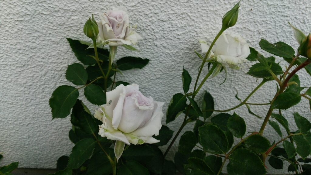 e0263224_03460621.jpg