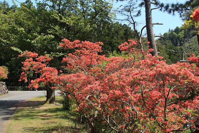 大平山のツツジの花_e0321325_11535937.jpg