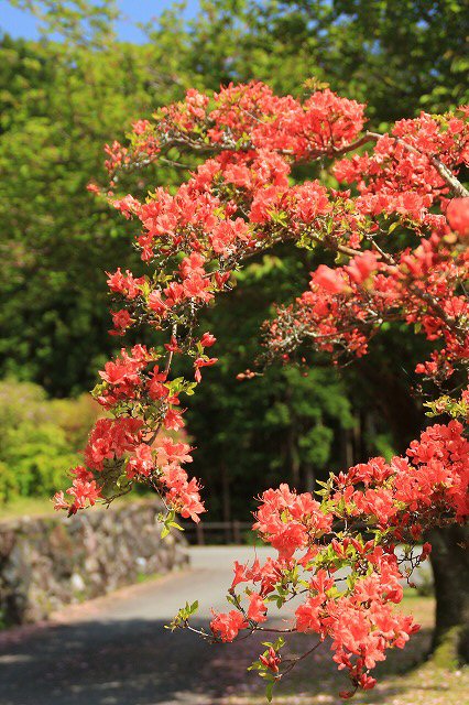 大平山のツツジの花_e0321325_11555735.jpg