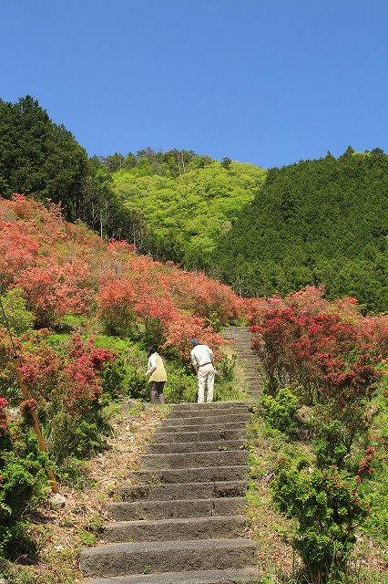 大平山のツツジの花_e0321325_11563267.jpg