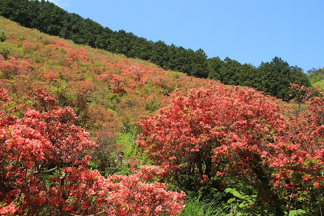 大平山のツツジの花_e0321325_11565750.jpg