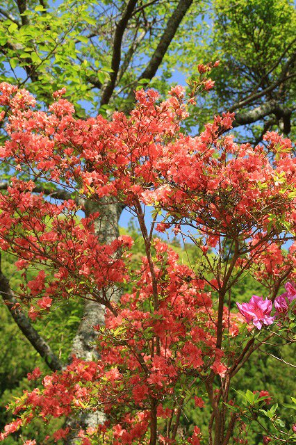 大平山のツツジの花_e0321325_11572691.jpg