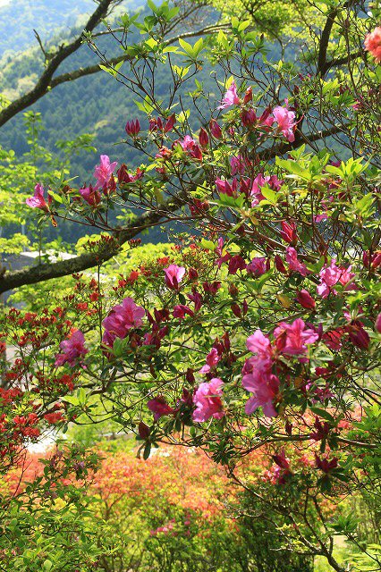 大平山のツツジの花_e0321325_11575317.jpg