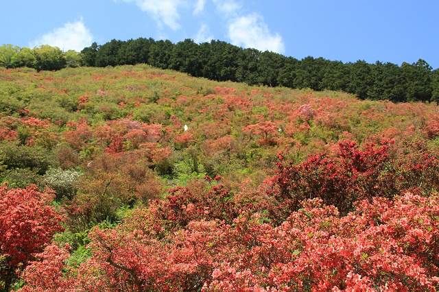 大平山のツツジの花_e0321325_11582266.jpg