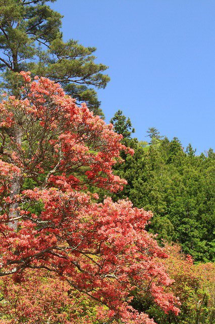 大平山のツツジの花_e0321325_11583597.jpg