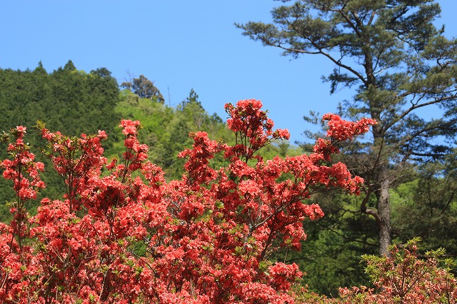 大平山のツツジの花_e0321325_11584784.jpg