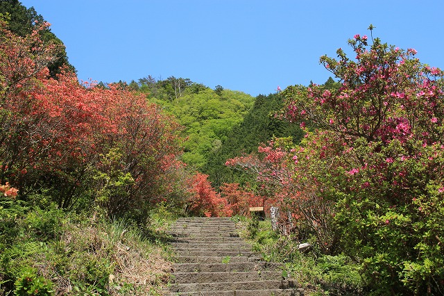 大平山のツツジの花_e0321325_1202127.jpg